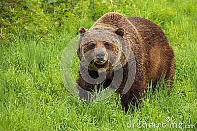 Grizzly bear Stock Photo