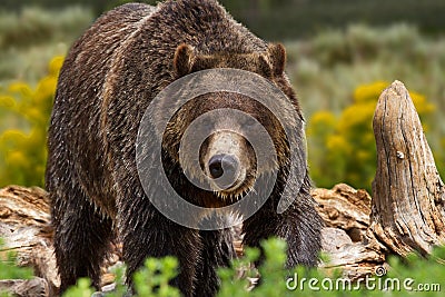 Grizzly Bear in Yellowstone National Park Stock Photo