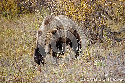 Grizzly Bear in Yukon Stock Photo