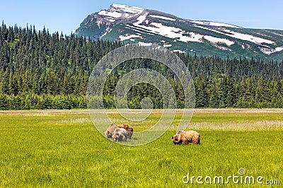 Grizzly bears in Alaska Stock Photo