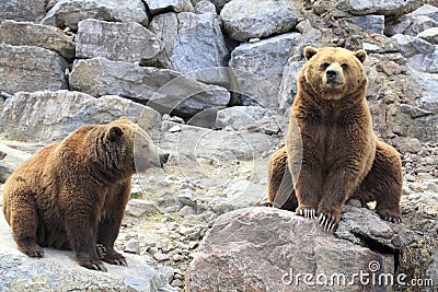 Grizzly bears Stock Photo