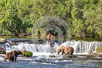 Grizzly bears fishing at Brooks Falls in Katmai, AK Stock Photo