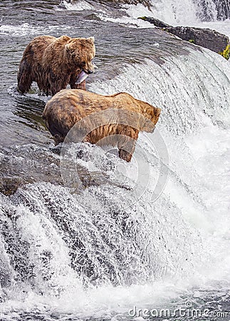 Grizzly bears of Katmai NP Stock Photo