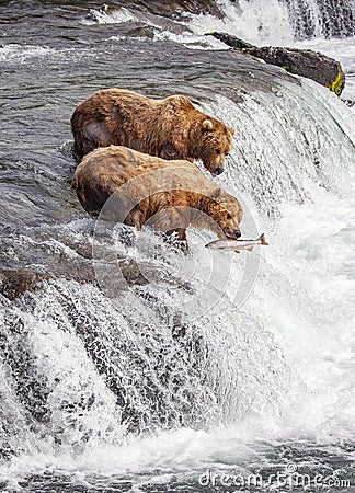 Grizzly bears of Katmai NP Stock Photo