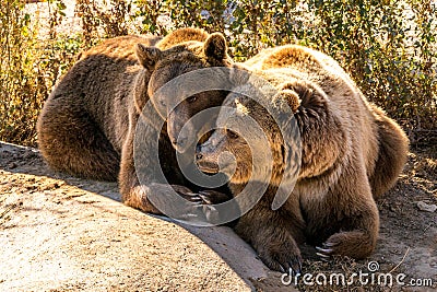 Grizzly Bears Relaxing Together Stock Photo
