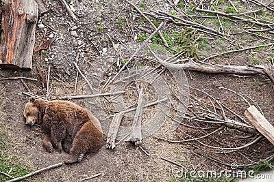 Grizzly Stock Photo