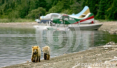Grizzly cubs and float planes Stock Photo