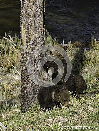 Grizzly cubs at the tree Stock Photo