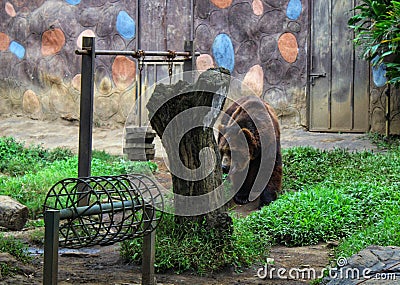 a kind of brown bear, grizzly bear Stock Photo