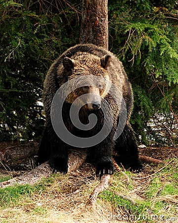 Grizzly Scratching Stock Photo