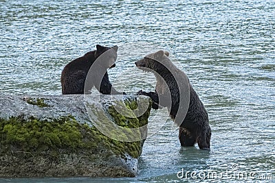 Grizzlys in Alaska, mother and baby bear Stock Photo