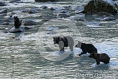 Grizzlys fishing salmon in Alaska Stock Photo