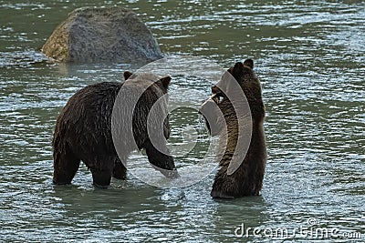 Grizzlys fishing salmon in the river in Alaska Stock Photo