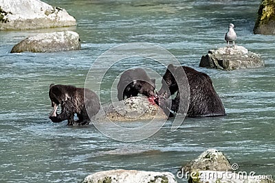 Grizzlys fishing salmon in the river in Alaska Stock Photo