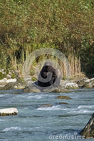 Grizzlys in the river in Alaska Stock Photo