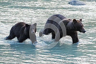 Grizzlys in the river in Alaska, mother with cub Stock Photo