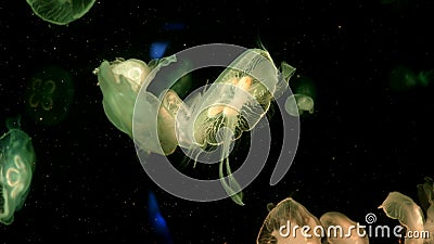 Featured image of post Großes Quallen Aquarium - ✘ unpacking video cubic orbit 20 jellyfish art aquarium / trendneuheit, die haltung von quallen in diesem extra entwickelten aquarium ist problemlos möglich!