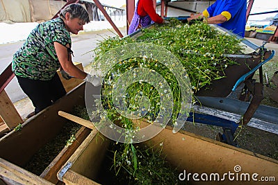 GRODNO, BELARUS - JUNE 18, 2014. women touch chamomile after harvesting Editorial Stock Photo