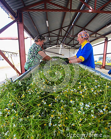 GRODNO, BELARUS - JUNE 18, 2014. women touch chamomile after harvesting Editorial Stock Photo