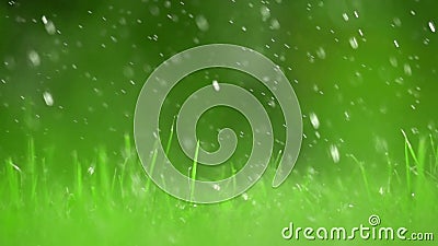 Groen grasgazon en dalende regendruppels, ondiepe DOF Super langzame geanimeerde video, 500 fps stock videobeelden Groen grasgazon en dalende regendruppels, ondiepe DOF Super langzame geanimeerde video, 500 fps stock videobeelden