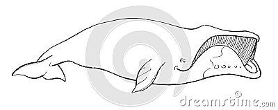 Hand-drawn illustration of a Bowhead Whale Balaena mysticetus Vector Illustration