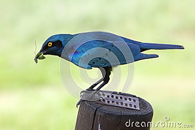 Groenstaart glansspreeuw, Greater Blue-eared Starling, Lamprotornis chalybaeus Stock Photo