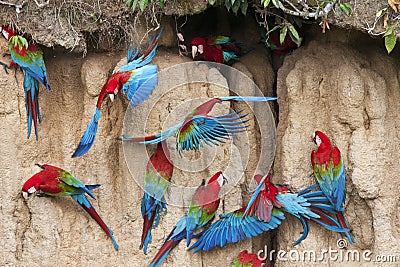 Groenvleugelara, Red-and-green Macaw, Ara chloropterus Stock Photo