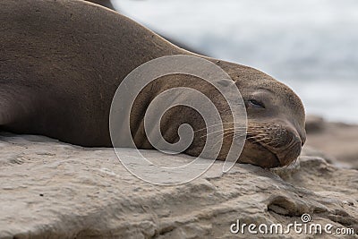 Groggy Sea Lion Opens Eye Stock Photo