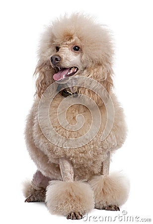 Groomed apricot poodle (2 years old) Stock Photo