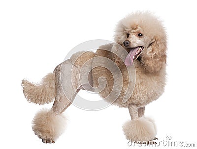 Groomed apricot poodle (2 years old) Stock Photo