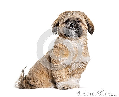 Groomed Beige Shih Tzu dog gromed, Isolated Stock Photo