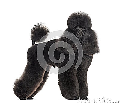 Groomed black poodle, standing, isolated Stock Photo