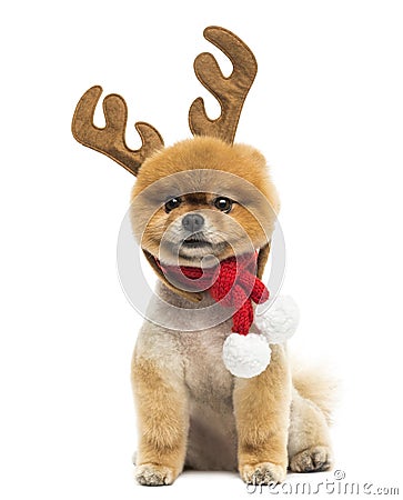 Groomed Pomeranian dog sitting and wearing reindeer antlers head Stock Photo