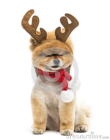 Groomed Pomeranian dog sitting and wearing reindeer antlers head Stock Photo
