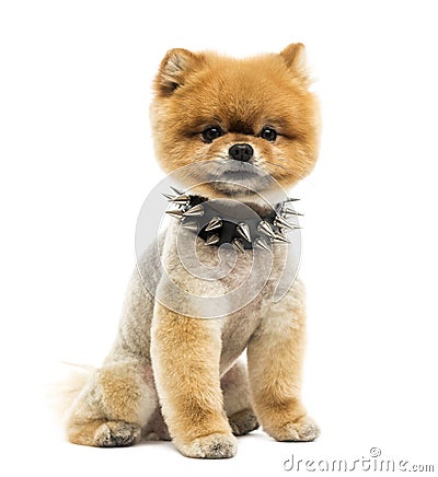 Groomed Pomeranian dog sitting wearing a spiked collar Stock Photo