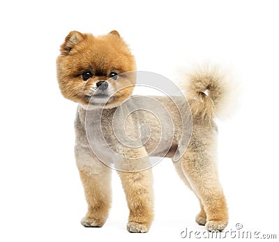 Groomed Pomeranian dog standing and looking away Stock Photo