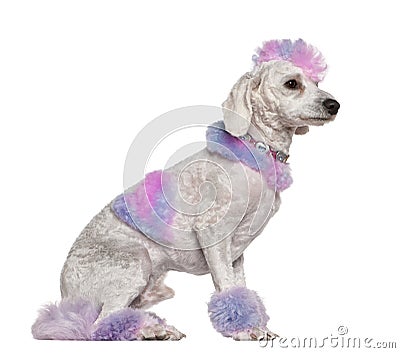 Groomed poodle with pink and purple fur and mohawk Stock Photo