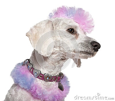 Groomed poodle with pink and purple fur and mohawk Stock Photo