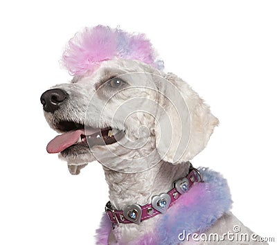 Groomed poodle with pink and purple fur and mohawk Stock Photo