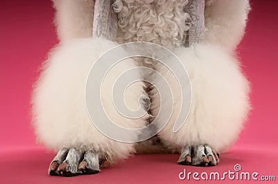 Groomed White Poodle's Legs Stock Photo