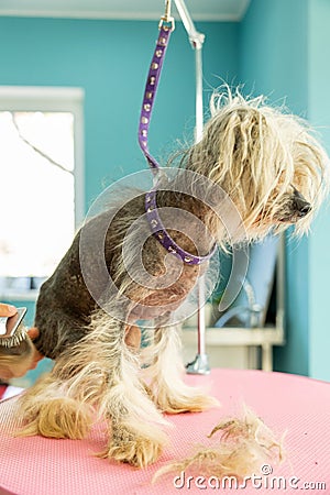 groomer brushing a crested chinese dog on table in pet salon Stock Photo