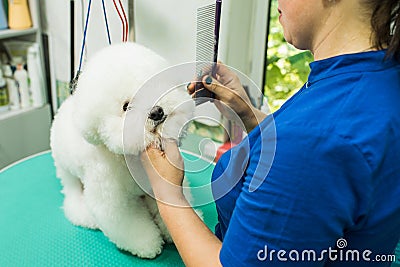 The groomer is combing the dog. Bichon Frize. The groomer is working. Hairstyle, styling. Stock Photo