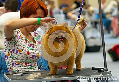 Groomer is cutting a dog hair Editorial Stock Photo