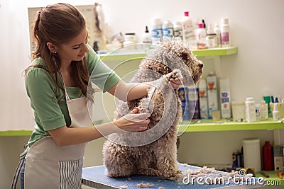 Groomer is cutting a dog hair Stock Photo