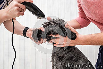 Groomer cutting fur of small black schnauzer Stock Photo