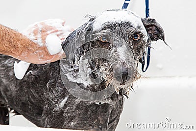 Wet Soapy Dog Taking a Bath Stock Photo