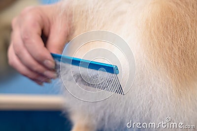 Groomer makes a spitz breed haircut with comb in grooming salon Stock Photo