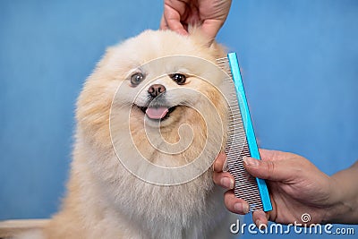 Groomer makes a spitz breed haircut with comb in grooming salon Stock Photo