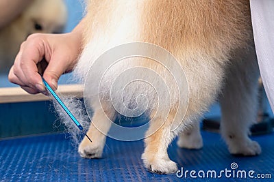 Groomer makes a spitz breed haircut with comb in grooming salon Stock Photo