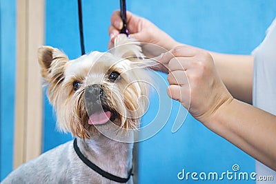 Groomer makes a Yorkshire terrier breed haircut with scissors in grooming salon Stock Photo